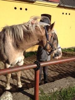 Haflinger Aalekrogens Stafet [Rideskole] - ♥ Da jeg striglede ham udenfor ♥ billede 10