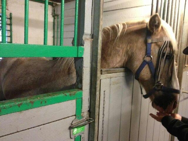 Haflinger Aalekrogens Stafet [Rideskole] - ♥ I Love You ♥ billede 11