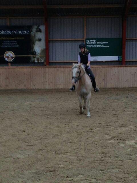 Haflinger Aalekrogens Stafet [Rideskole] - ♥ En af de første par gange jeg red på ham ♥ billede 12