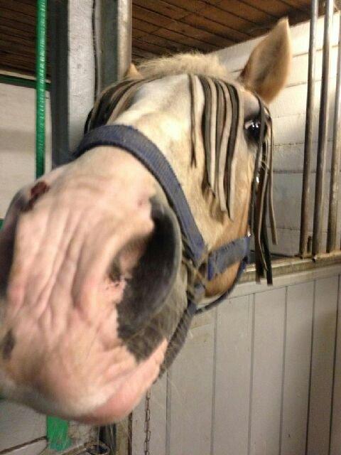 Haflinger Aalekrogens Stafet [Rideskole] - ♥ Nysgerrig prins ♥ billede 8