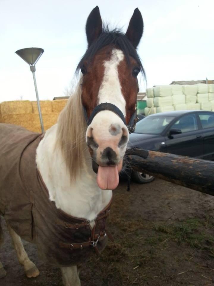 Anden særlig race Starlight vsr - TUNGE <3 billede 5