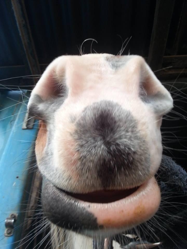 Anden særlig race Starlight vsr - Vidunderlig mule  billede 6