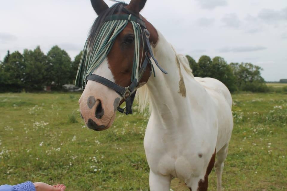 Anden særlig race Starlight vsr - Ude på folden <3 billede 10