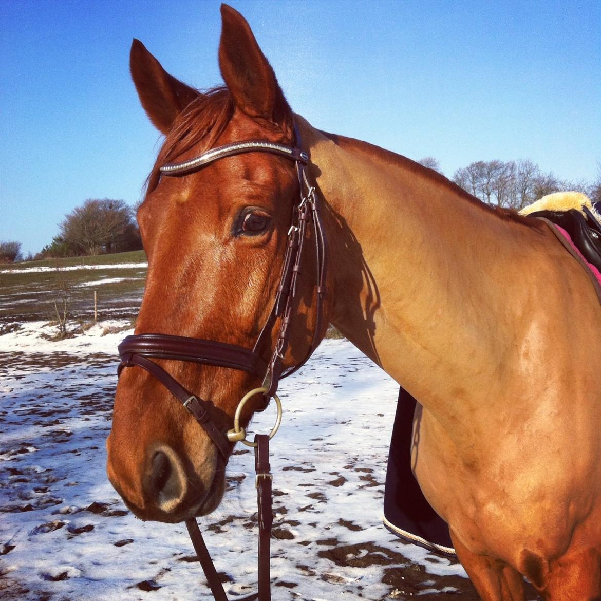 Anden særlig race Stald mejses don reno (solgt) - vinter 2014 billede 1