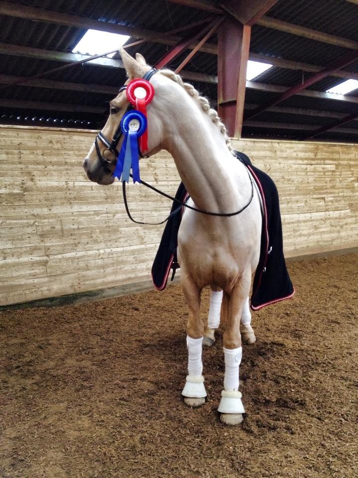 Palomino Mr. Spirit Minded - Succes kommer aldrig tilfældigt. Succes er hårdt arbejde, vedholdenhed, træning, indlæring, masser af ofre og frem for alt stor kærlighed til dét, du gør, eller træner dig op til at kunne gøre <3

LA1 en delt 2 plads og vores første LA2, vandt vi. billede 9