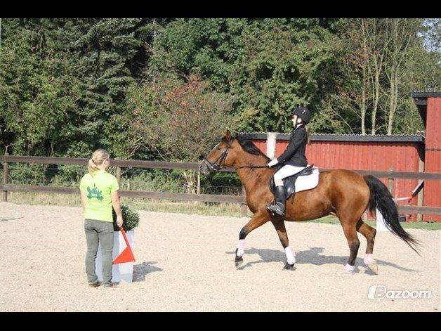 Anden særlig race Mistery Dancer (Misse)SOLGT - En af vores første stævner sammen <3 billede 40