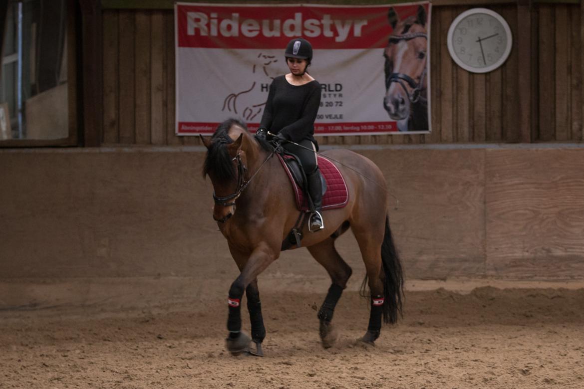 Anden særlig race Calypso billede 15