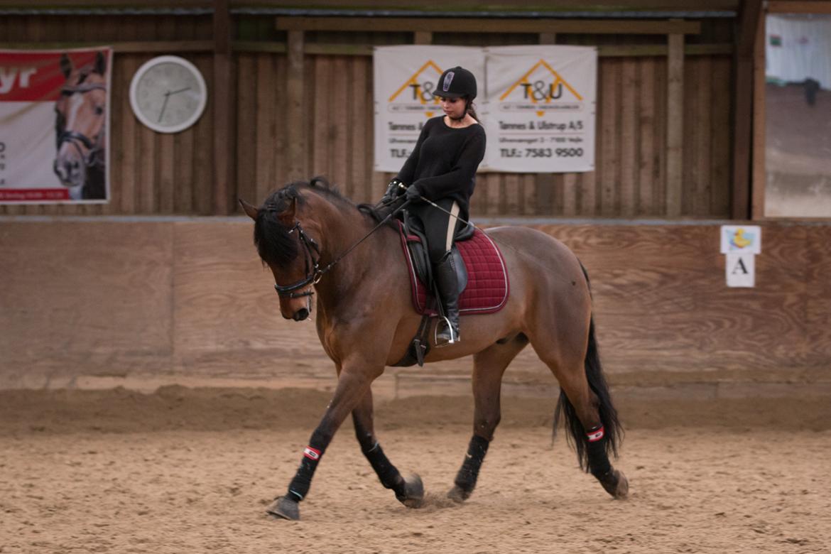 Anden særlig race Calypso billede 16