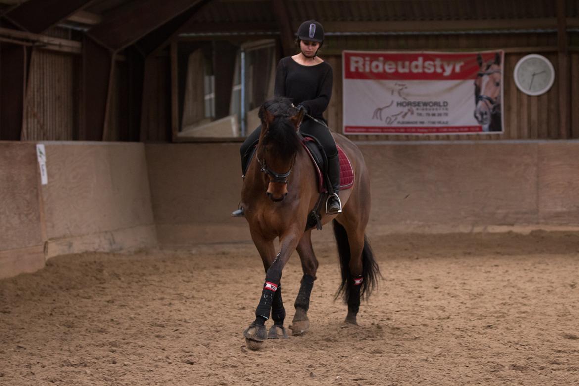 Anden særlig race Calypso billede 17