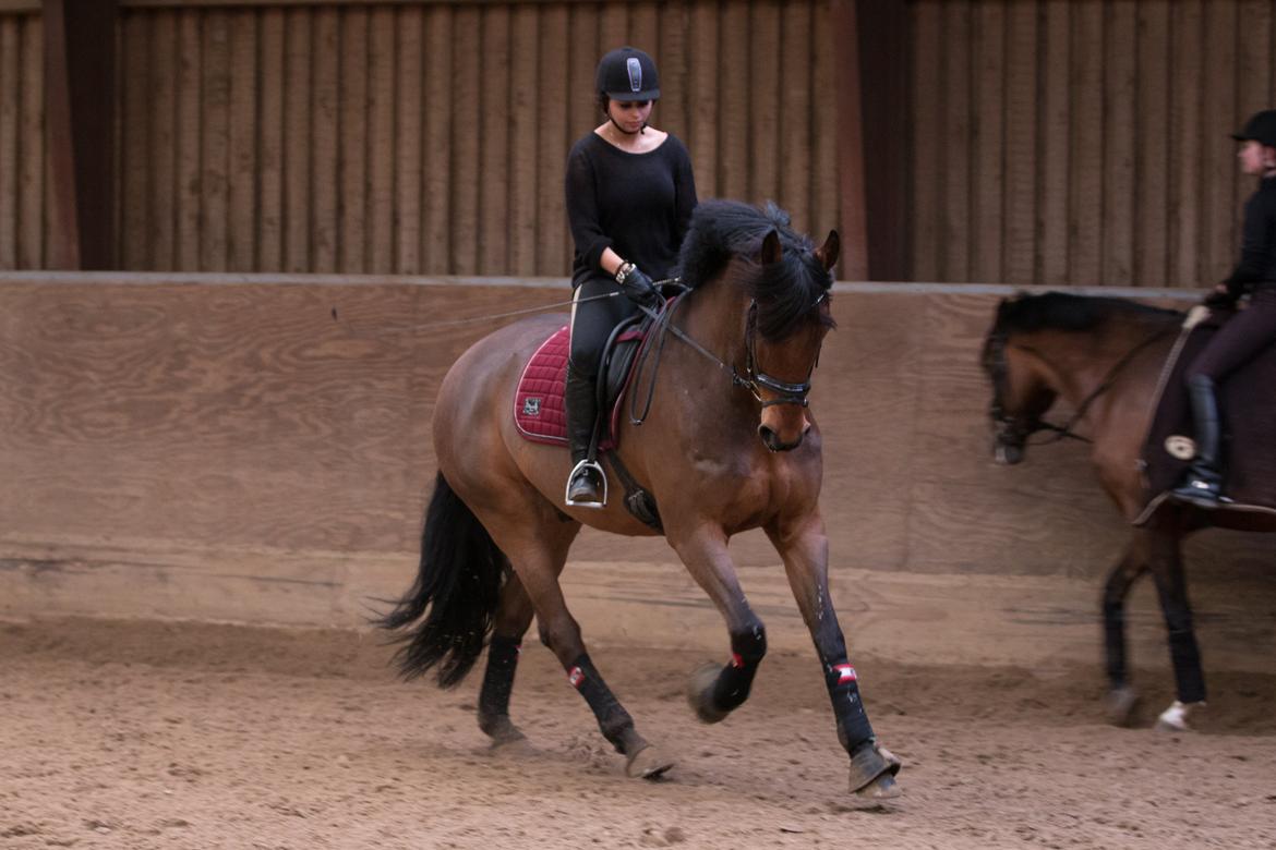 Anden særlig race Calypso billede 18