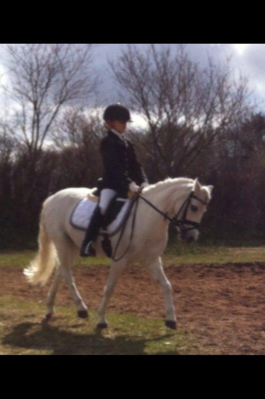 Anden særlig race Frederikke - A-rytter og A-pony
glæder mig til DM billede 10