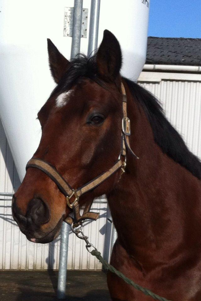 Dansk Varmblod Kashmir af Karlsminde - Nyt d. 2/2-14 endelig en solskinds dag :) billede 11