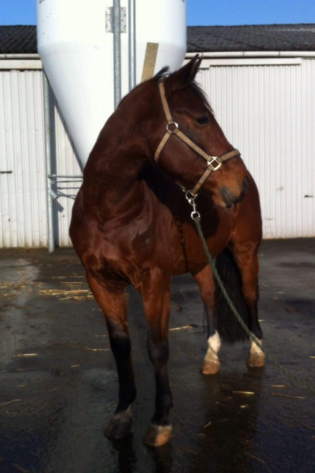 Dansk Varmblod Kashmir af Karlsminde - Nyt d. 2/2-14 billede 12