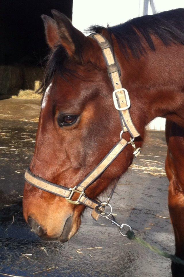 Dansk Varmblod Kashmir af Karlsminde - Nyt d. 2/2-14 billede 13