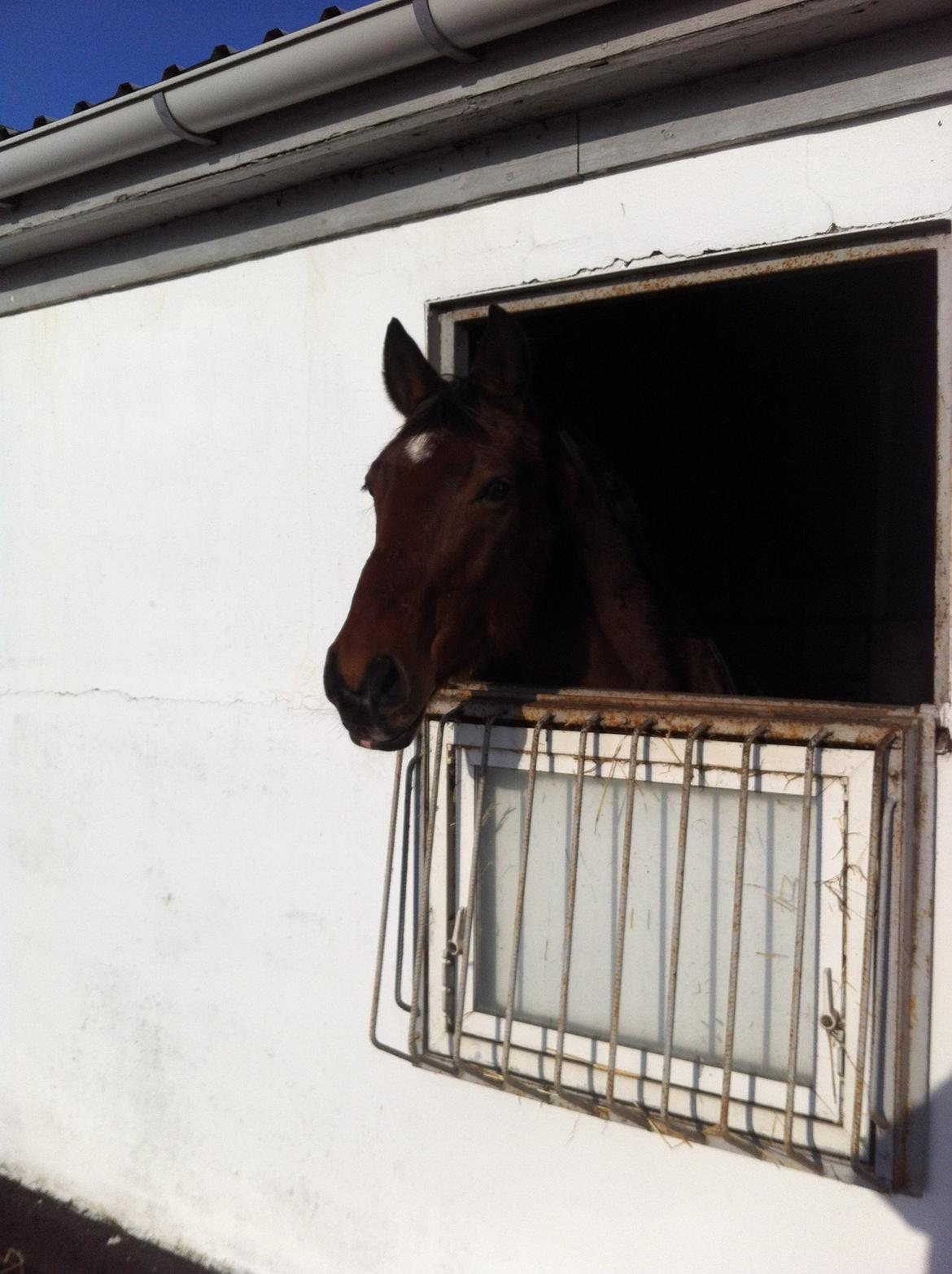 Dansk Varmblod Kashmir af Karlsminde - Nyt d. 2/2-14 første gang med åbent vindue :) billede 14