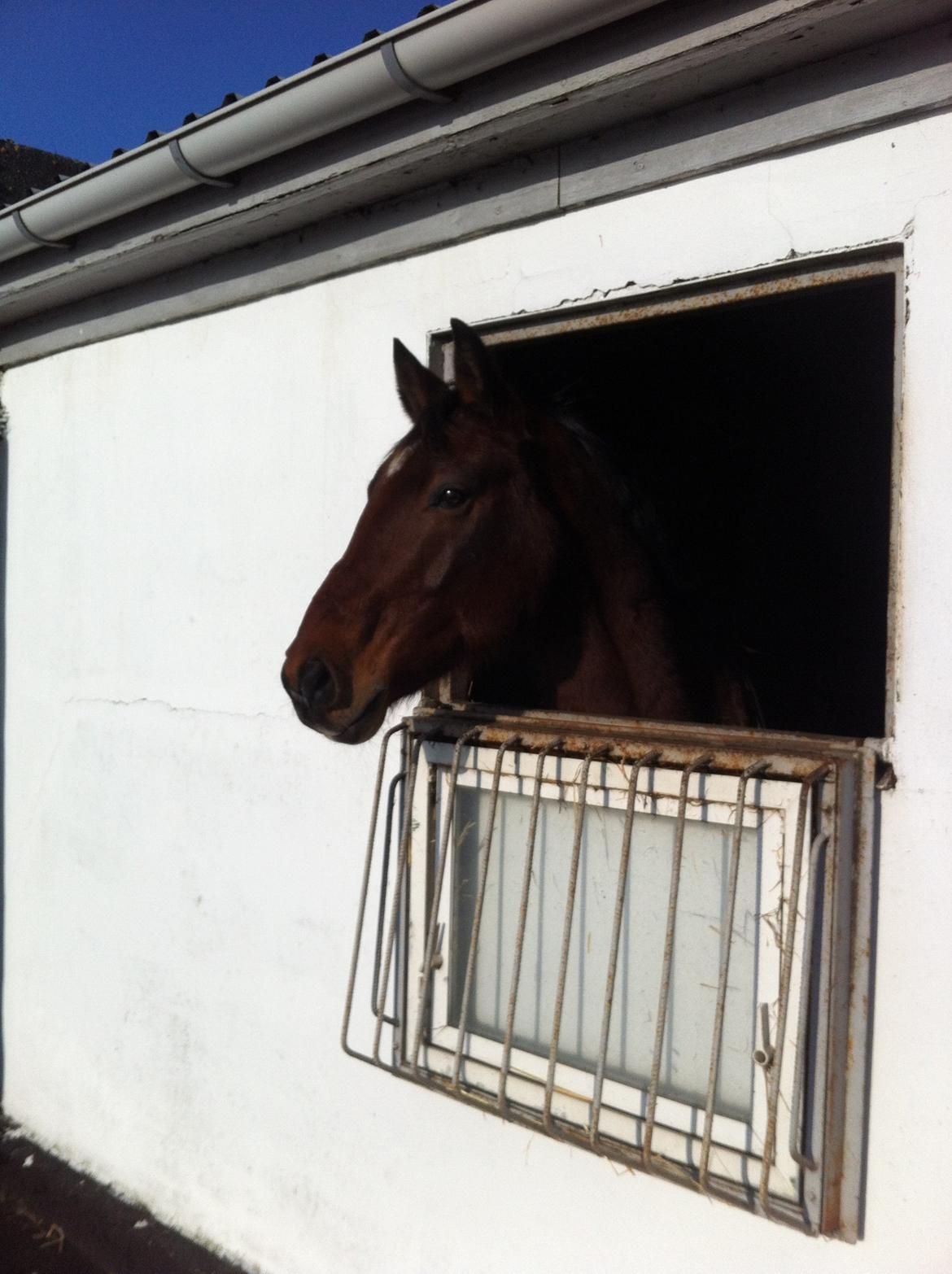 Dansk Varmblod Kashmir af Karlsminde - Nyt d. 2/2-14 billede 15