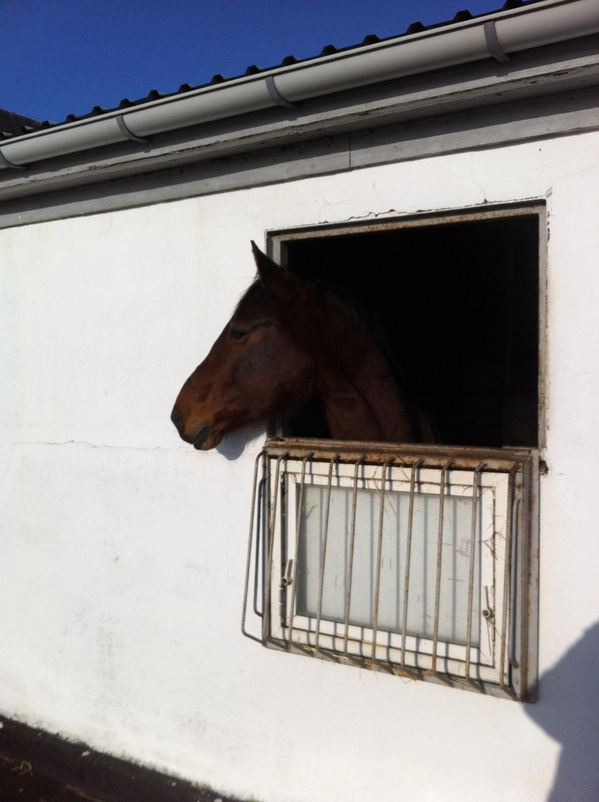 Dansk Varmblod Kashmir af Karlsminde - Nyt d. 2/2-14 billede 16