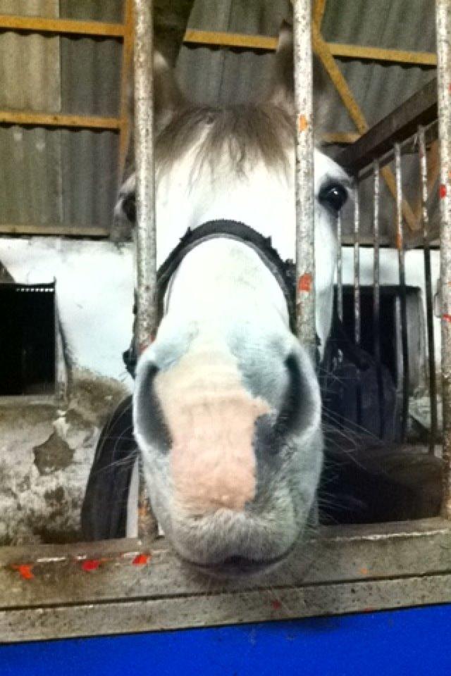 Anden særlig race Cæsar billede 12