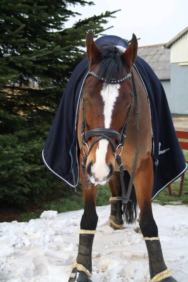 Oldenborg Narnio Roi - Så søjde <3
Februar 2014 billede 7