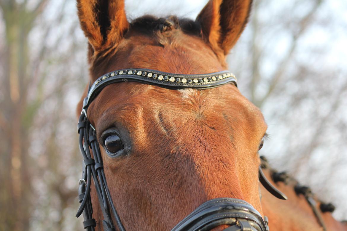 Dansk Varmblod Parino Macal billede 7