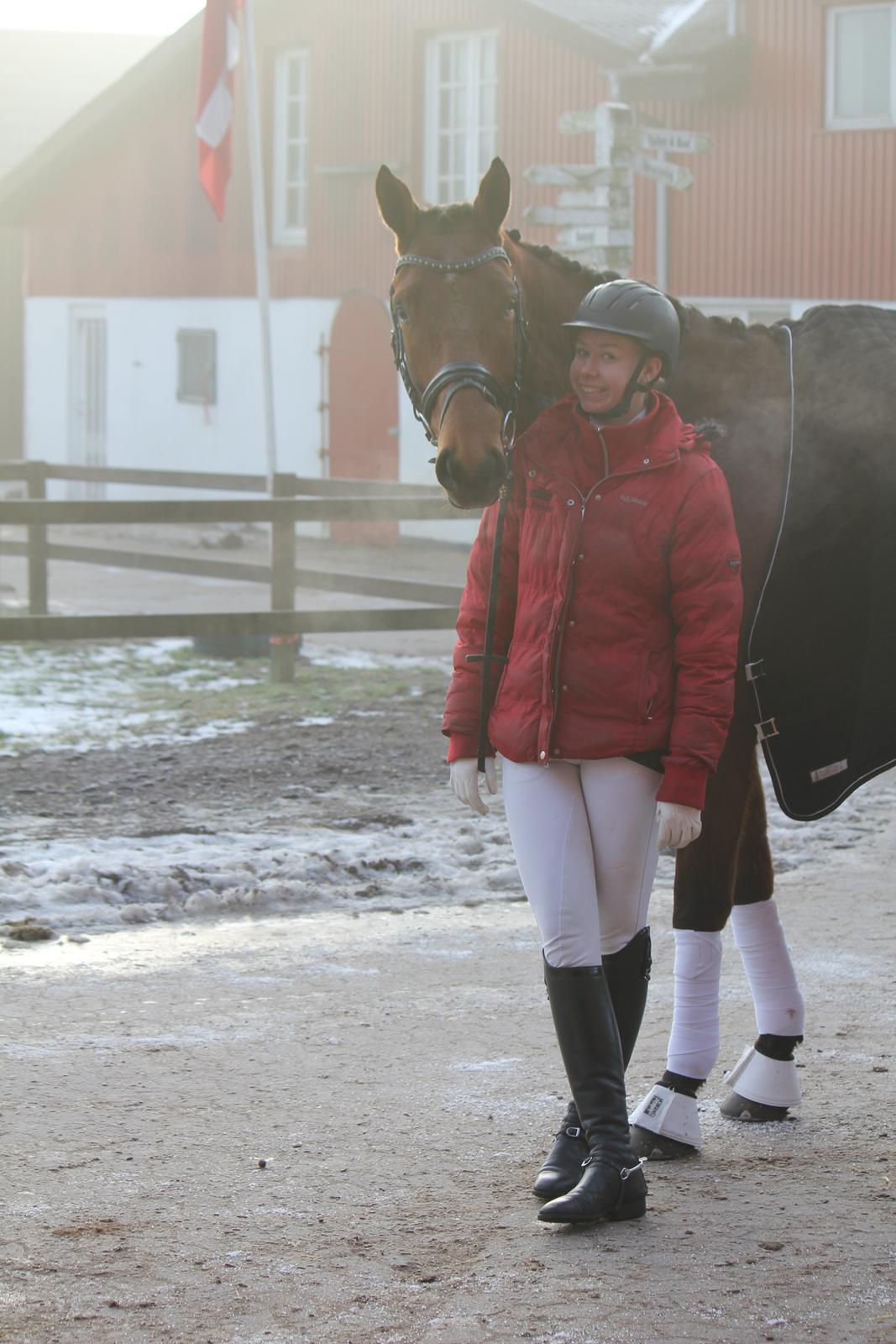 Dansk Varmblod Parino Macal - SOLR d. 02/02-2014: LA1 til knap 68% billede 8