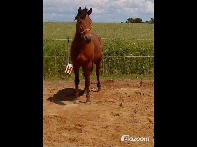 New Forest krumme - SOLGT billede 26