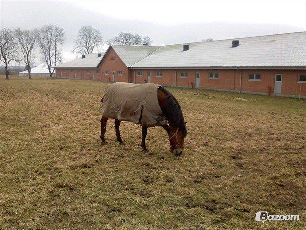 New Forest krumme - SOLGT billede 29
