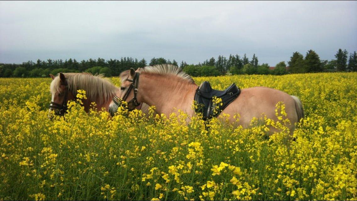 Haflinger Debbie - Debbie op hendes "mand" Knold!  billede 5