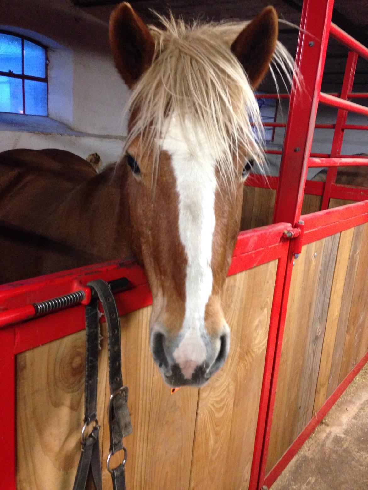 Haflinger Debbie - Debbie i stalden.. billede 6