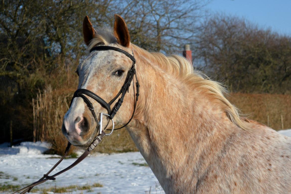 Anden særlig race Athene - Februar 2014 billede 3