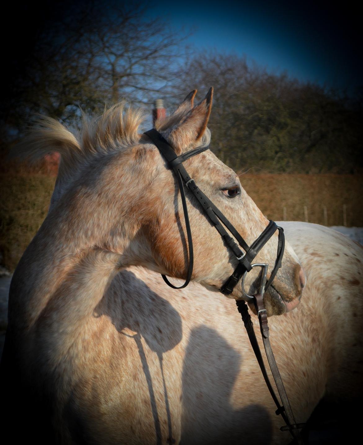 Anden særlig race Athene - Februar 2014 billede 4