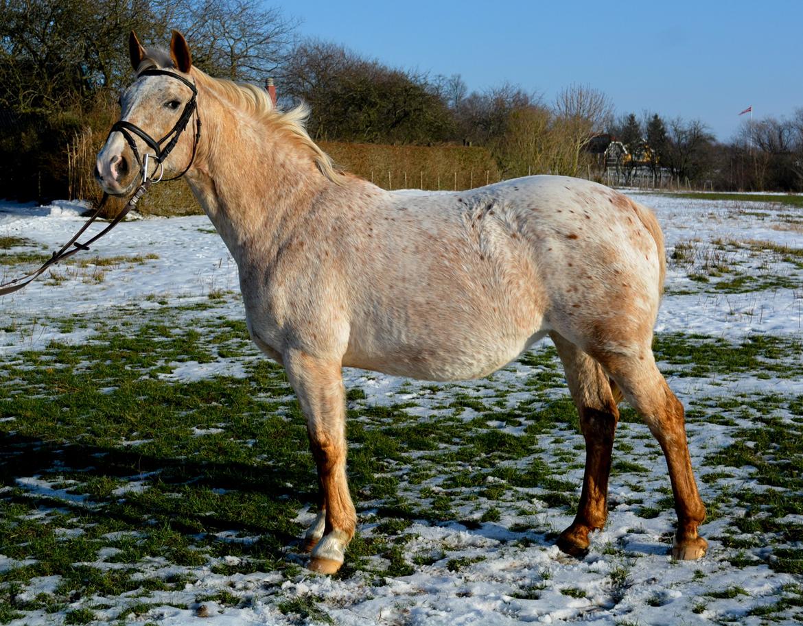Anden særlig race Athene - Februar 2014 billede 5