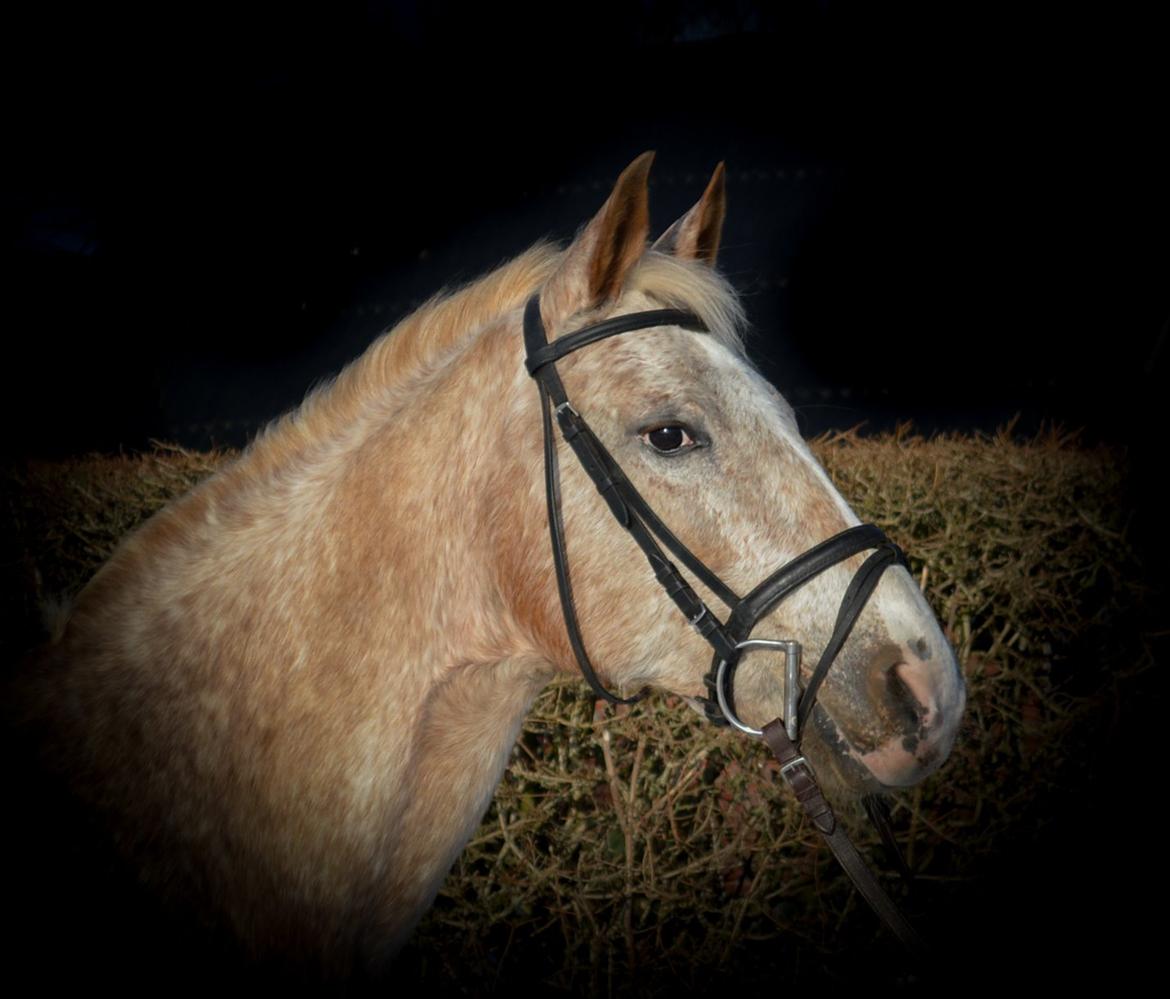Anden særlig race Athene - Februar 2014 billede 6