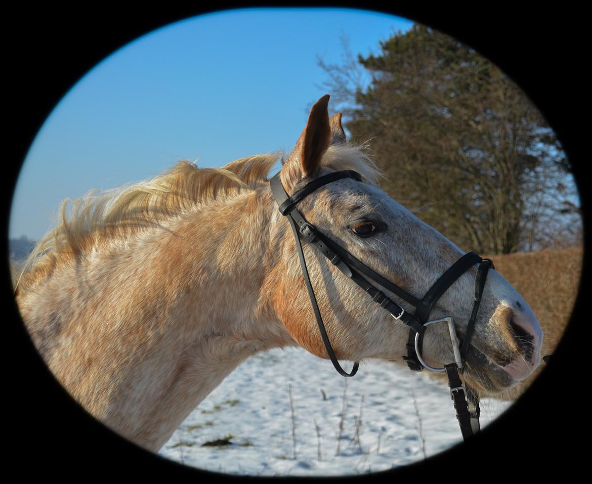 Anden særlig race Athene - Februar 2014 billede 2