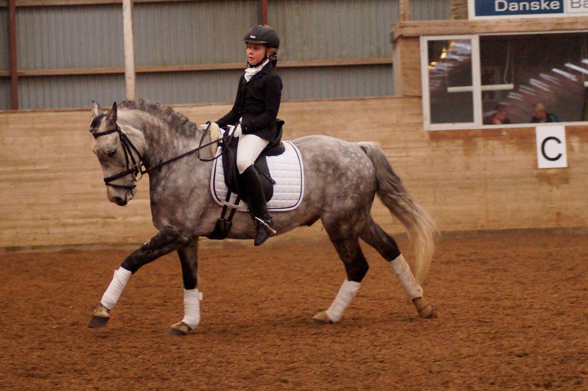 New Forest lundemarksgårds c. ance billede 3