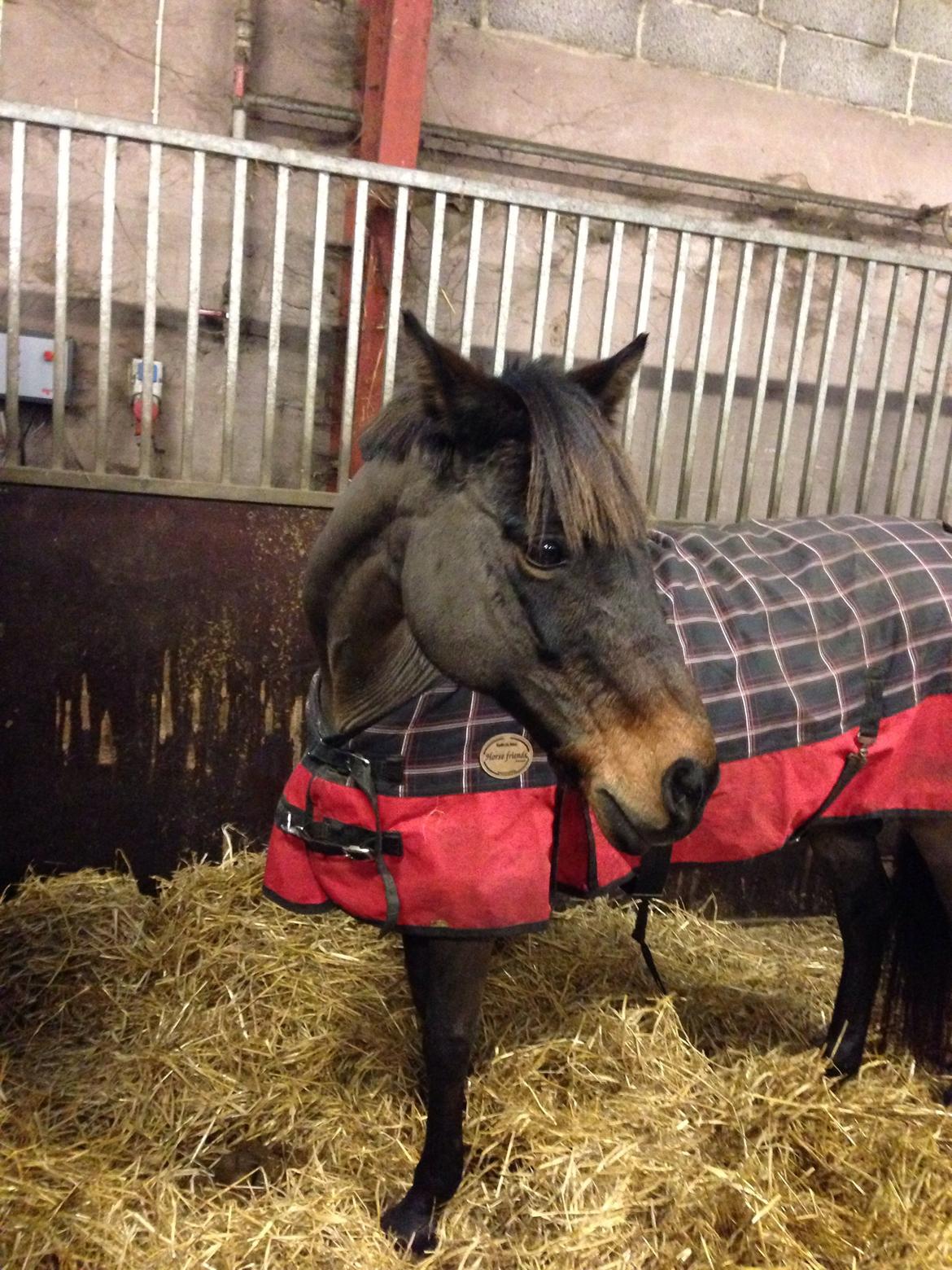 Welsh Partbred (Sec F) Bohemo Kolly billede 1