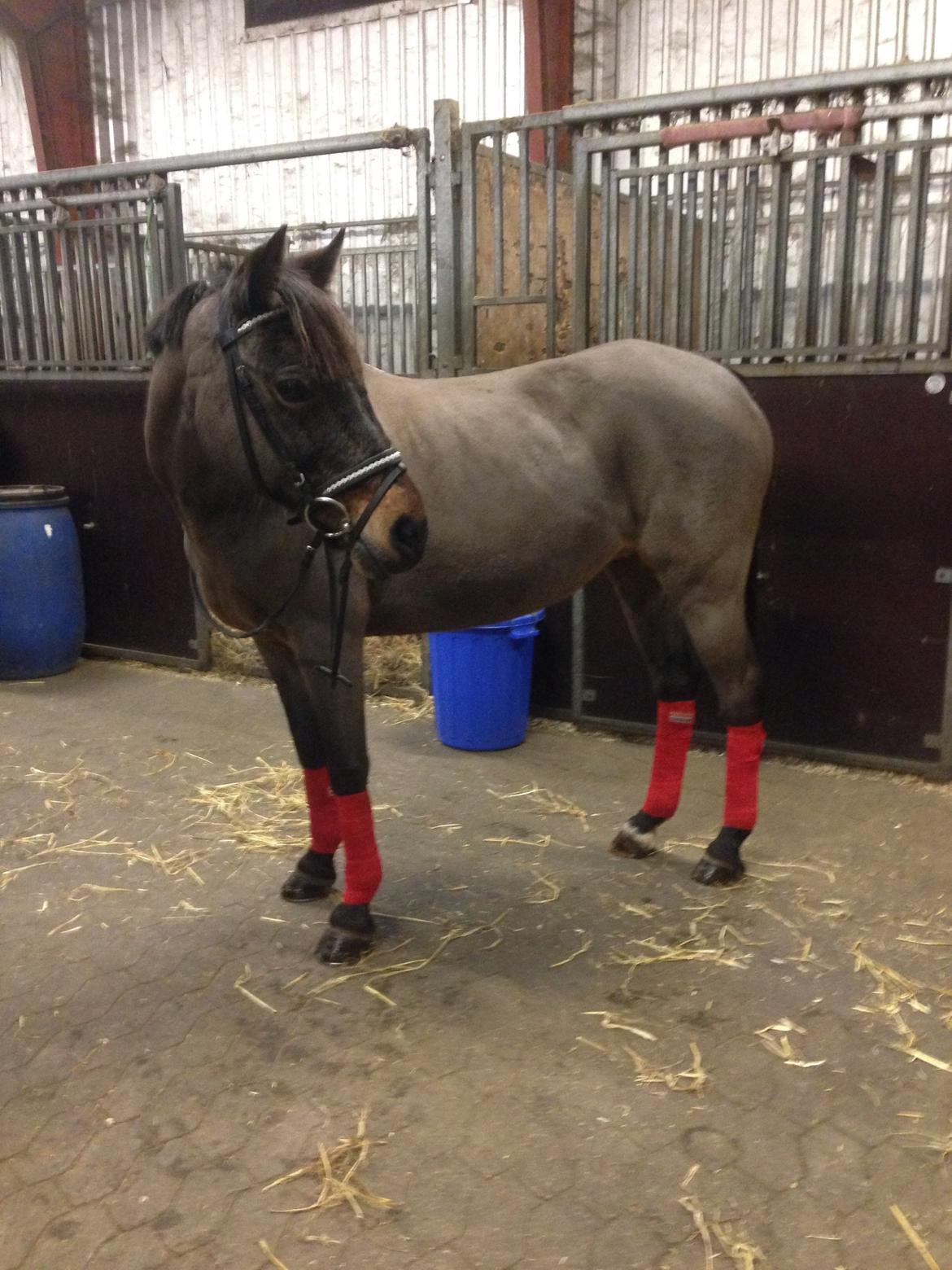 Welsh Partbred (Sec F) Bohemo Kolly billede 2