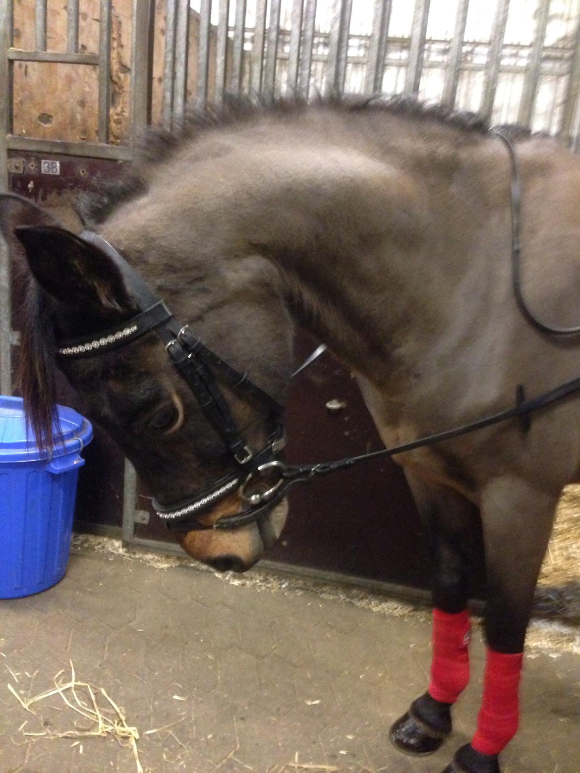 Welsh Partbred (Sec F) Bohemo Kolly billede 3