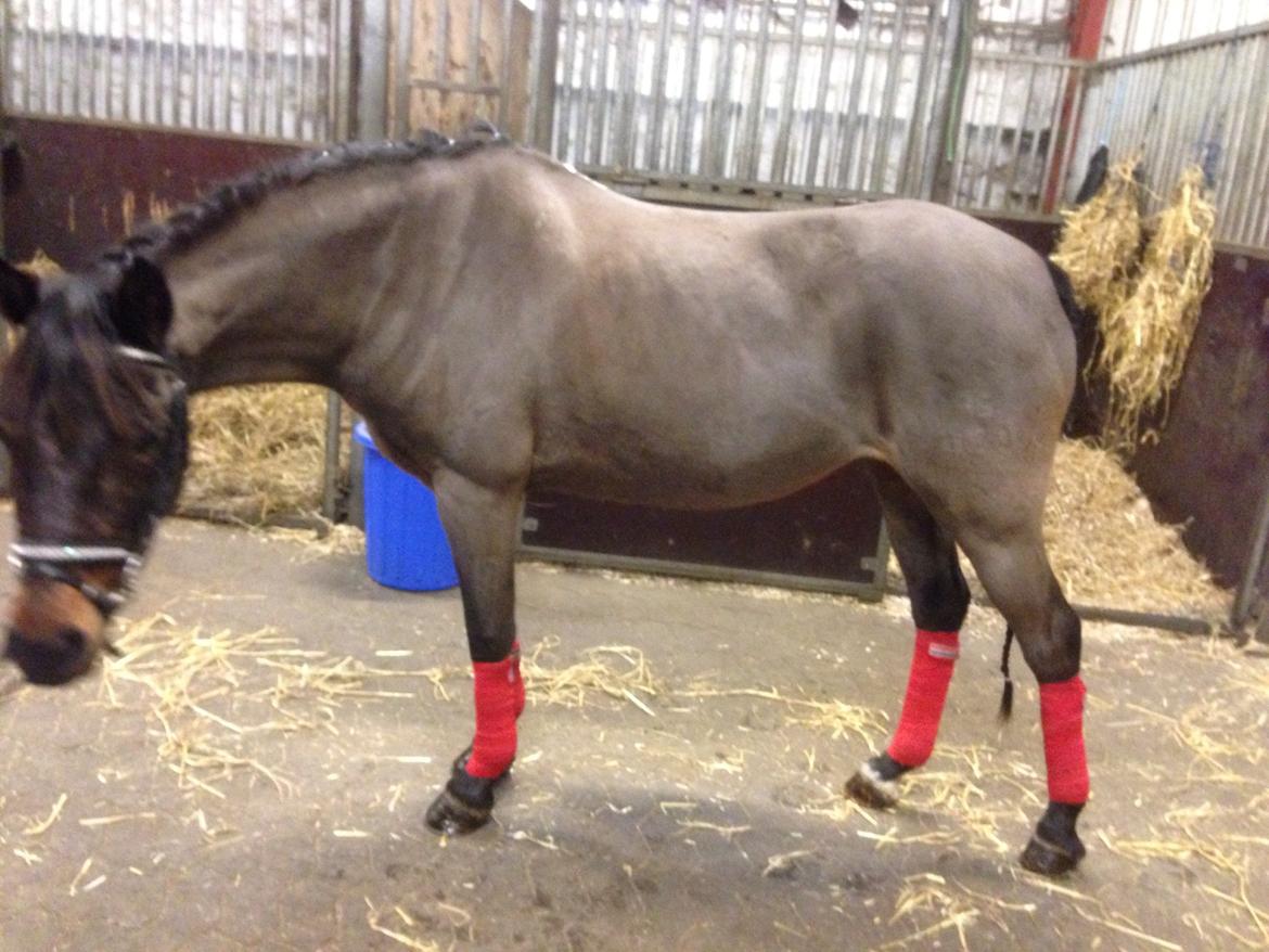 Welsh Partbred (Sec F) Bohemo Kolly billede 4
