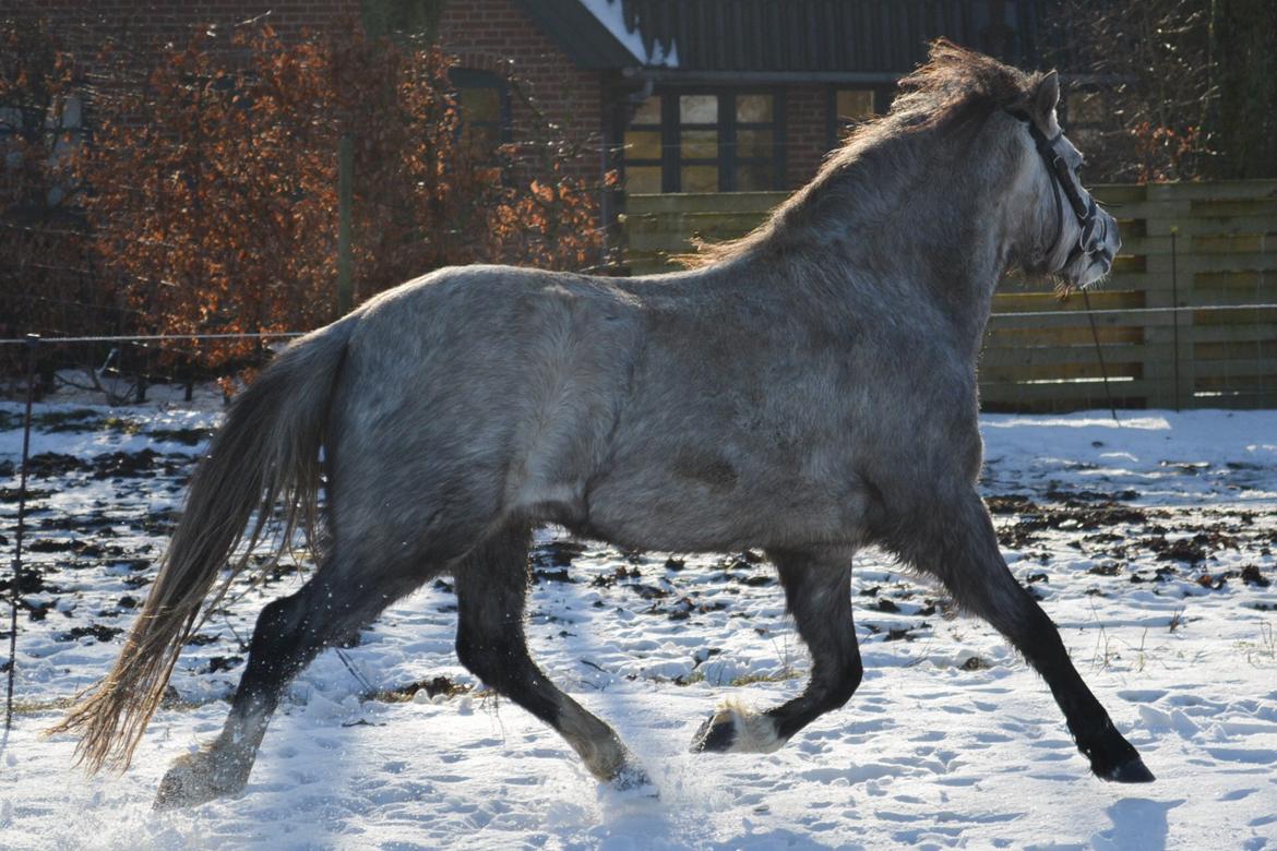 Welsh Mountain (sec A) Thejlgårds Fister (Dusty) - feb 2014. billede 11