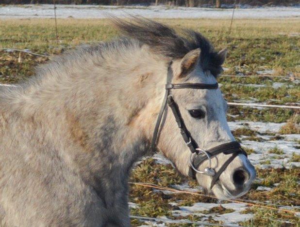 Welsh Mountain (sec A) Thejlgårds Fister (Dusty) - Smukke billede 12