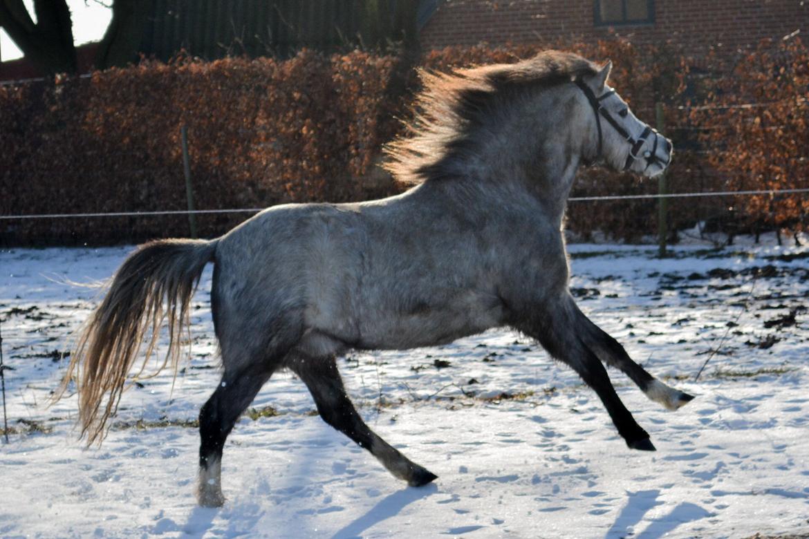 Welsh Mountain (sec A) Thejlgårds Fister (Dusty) billede 13