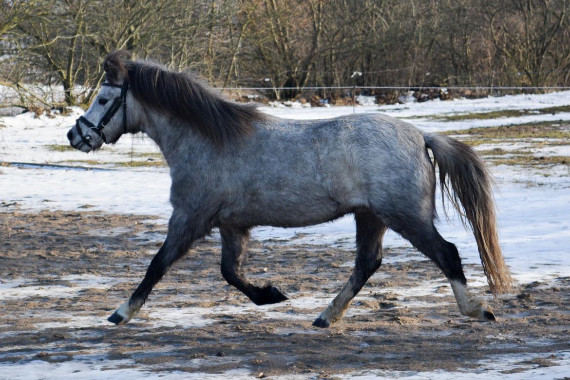 Welsh Mountain (sec A) Thejlgårds Fister (Dusty) - God trav billede 14