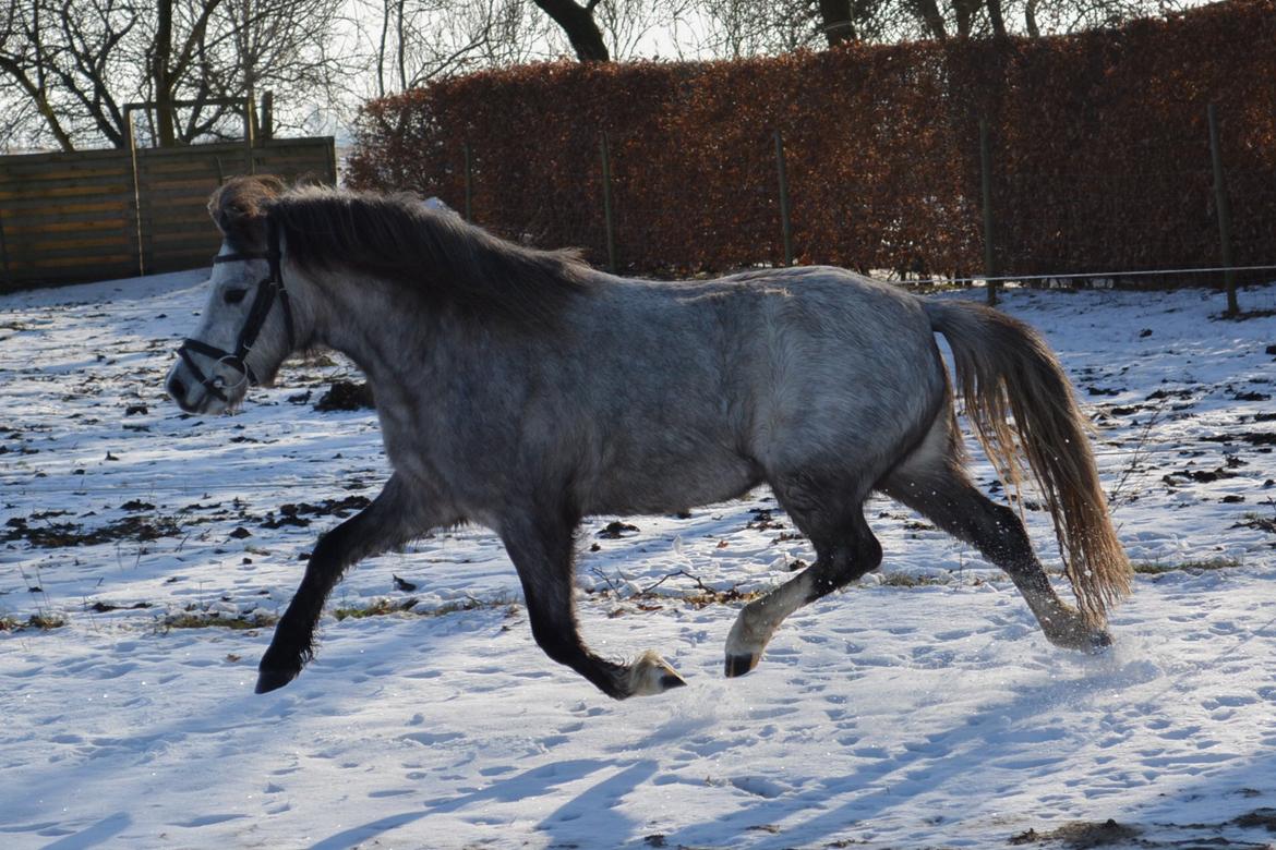Welsh Mountain (sec A) Thejlgårds Fister (Dusty) - Trave, det kan han! billede 15