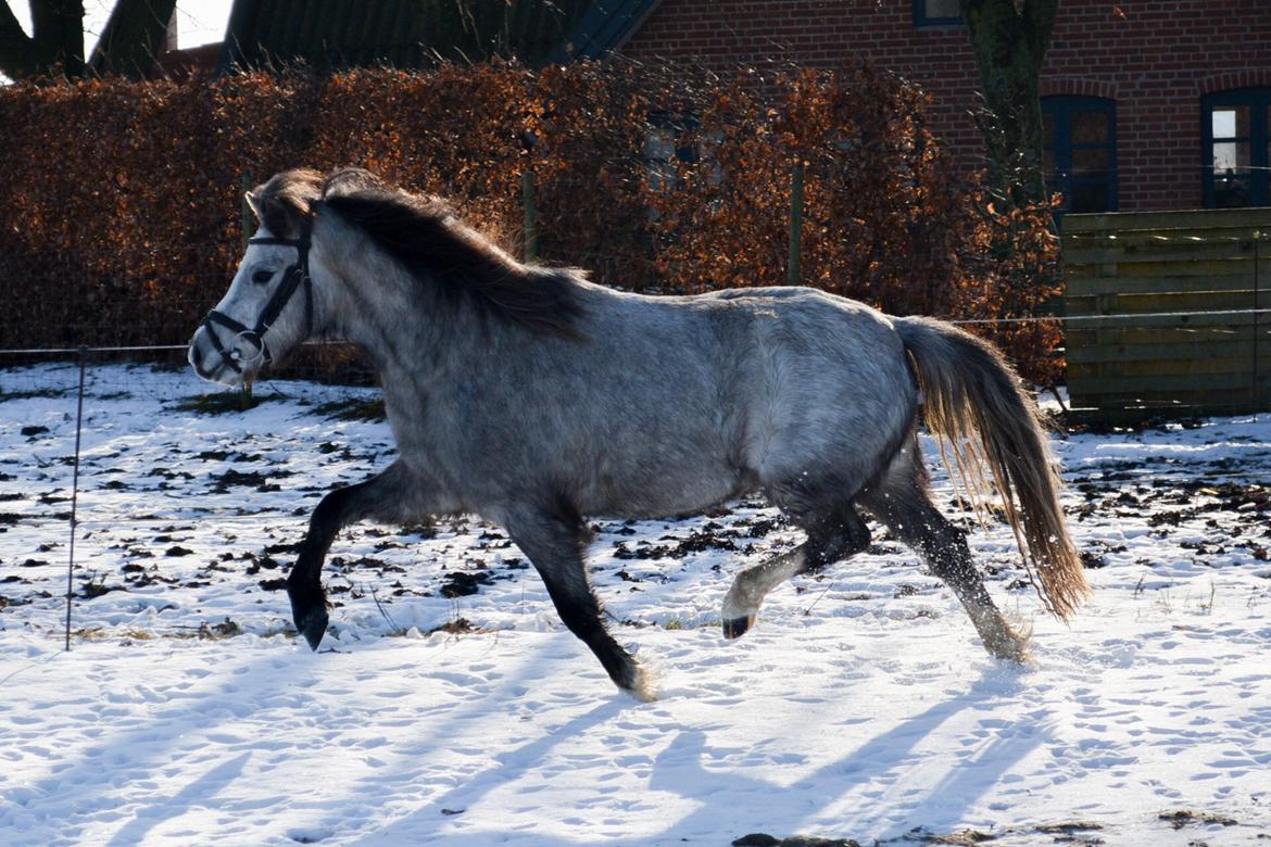 Welsh Mountain (sec A) Thejlgårds Fister (Dusty) billede 16