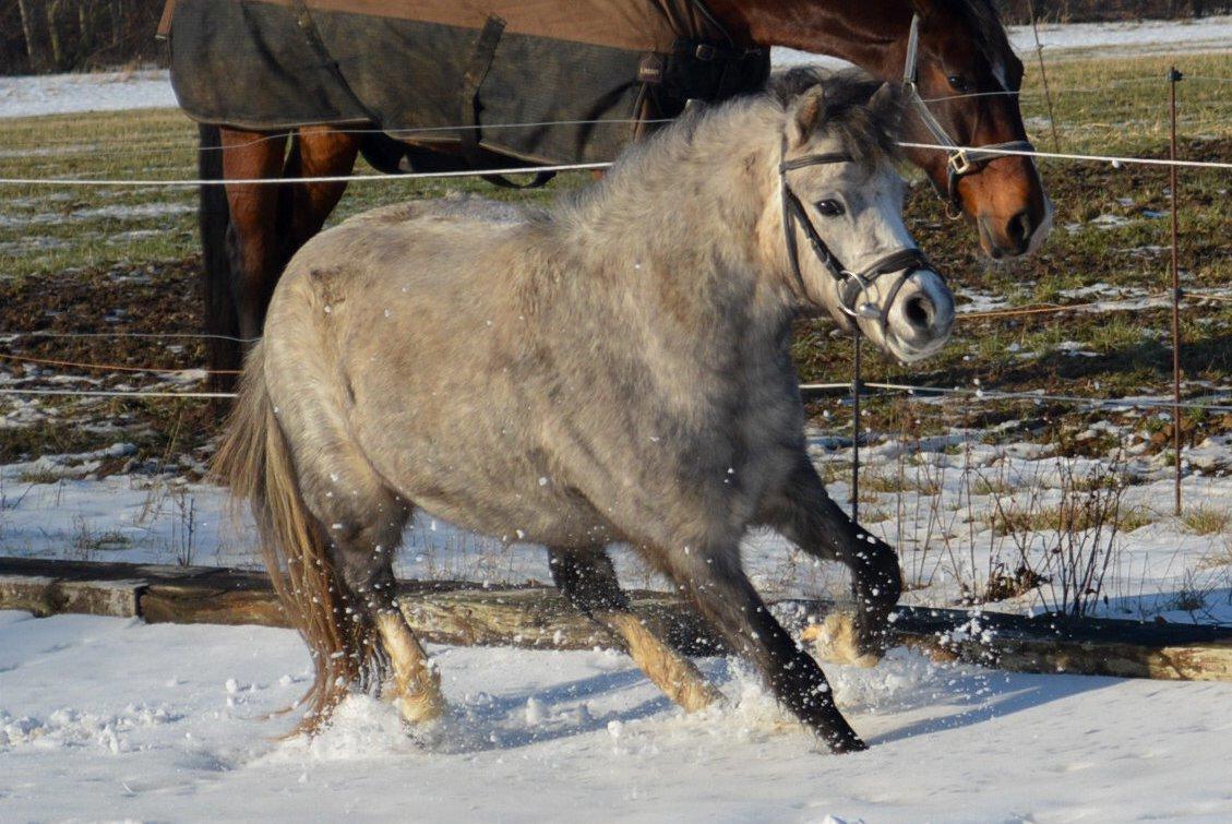 Welsh Mountain (sec A) Thejlgårds Fister (Dusty) - Fuld galop billede 17