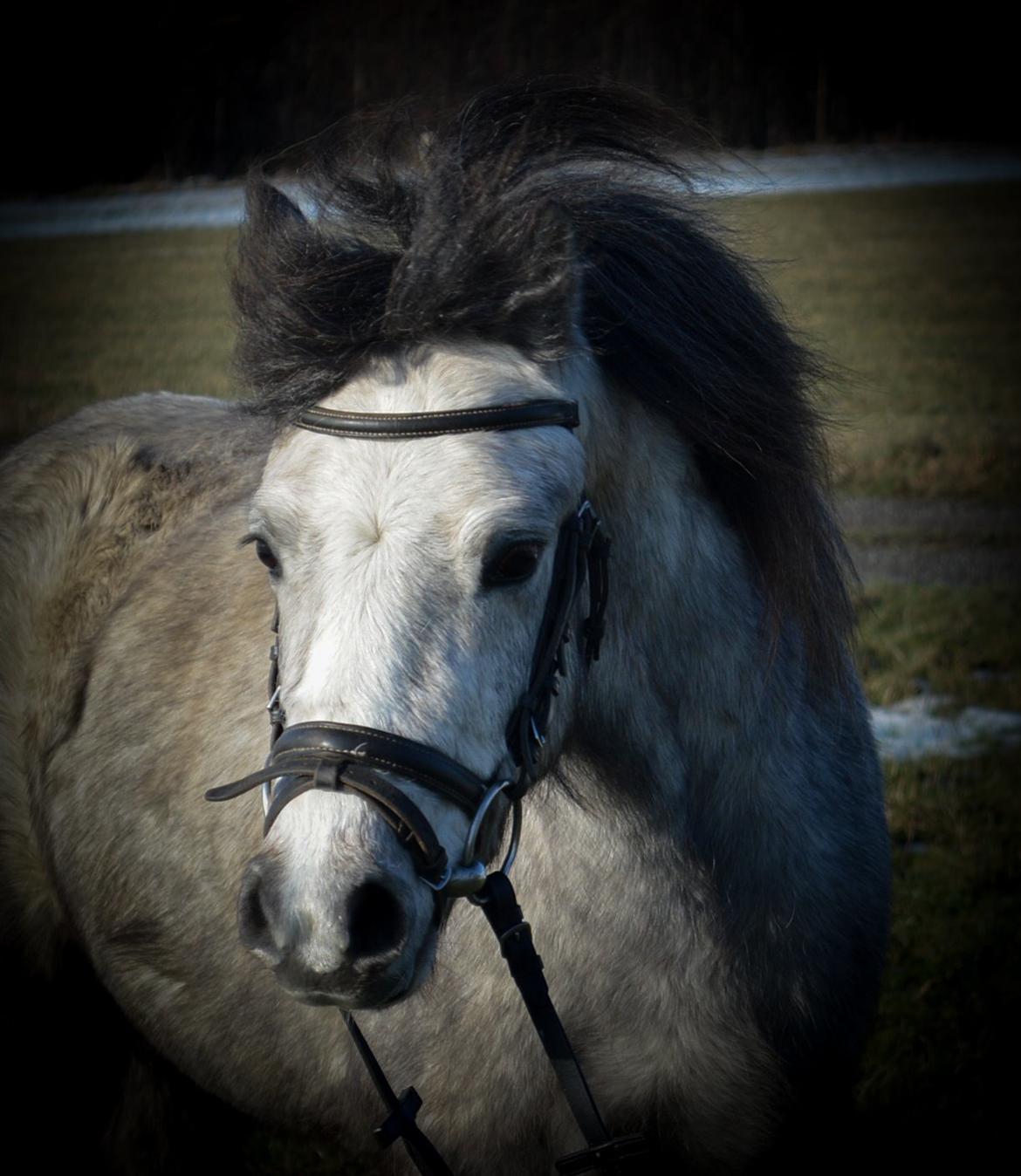 Welsh Mountain (sec A) Thejlgårds Fister (Dusty) - Elsker det udtryk billede 18