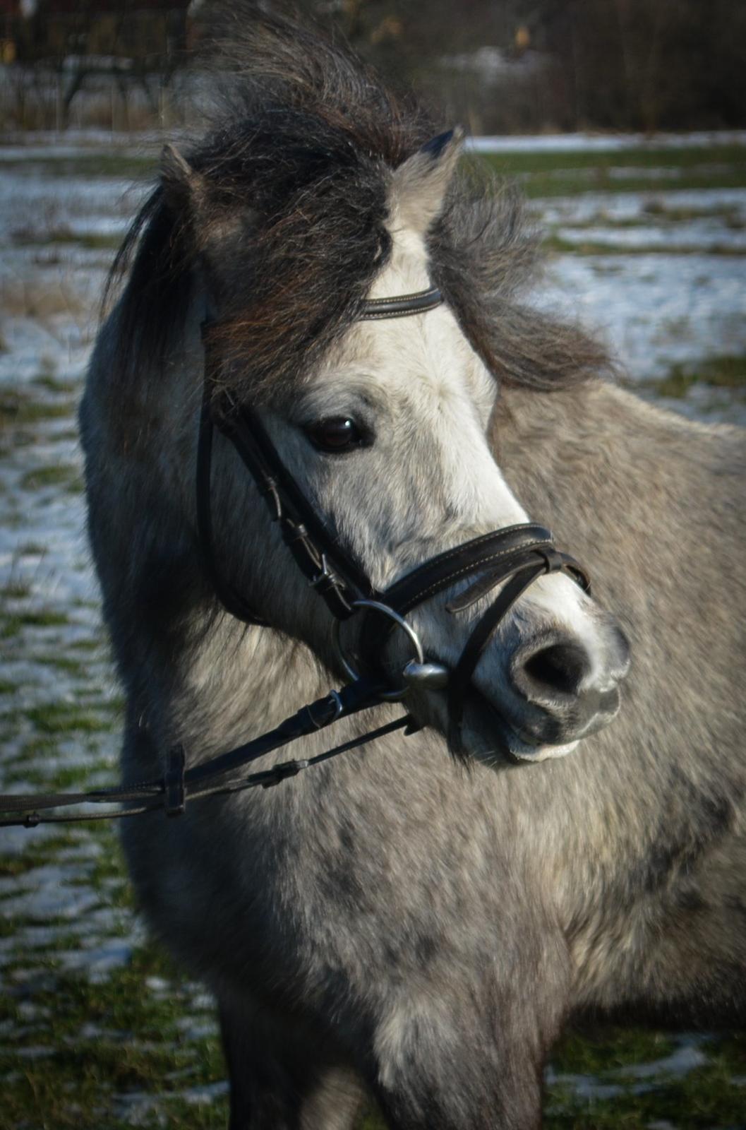 Welsh Mountain (sec A) Thejlgårds Fister (Dusty) - Hvad sker der i byen? billede 19