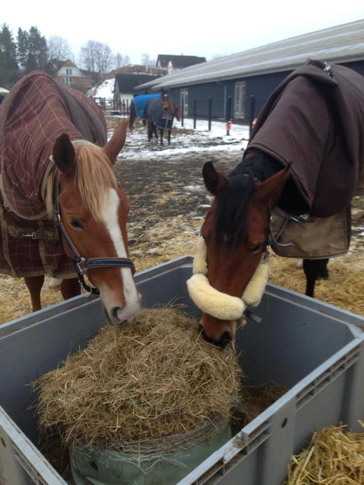 Frederiksborg Nytoftgaards Anastacia (Baby) - Vinteren 2013 billede 2