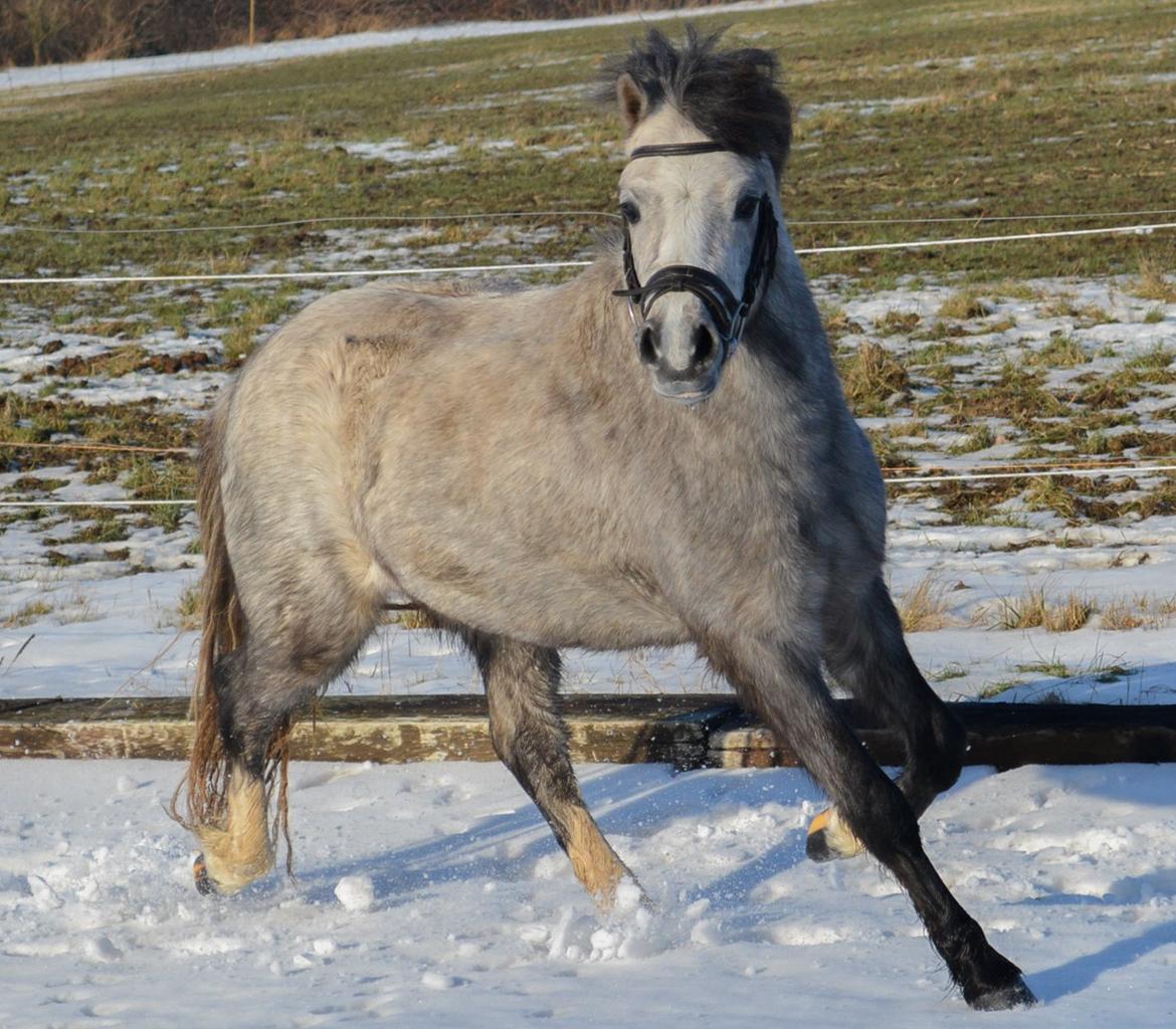 Welsh Mountain (sec A) Thejlgårds Fister (Dusty) billede 20